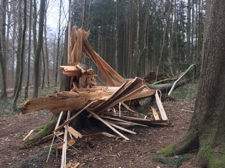 Umgefallener Baum