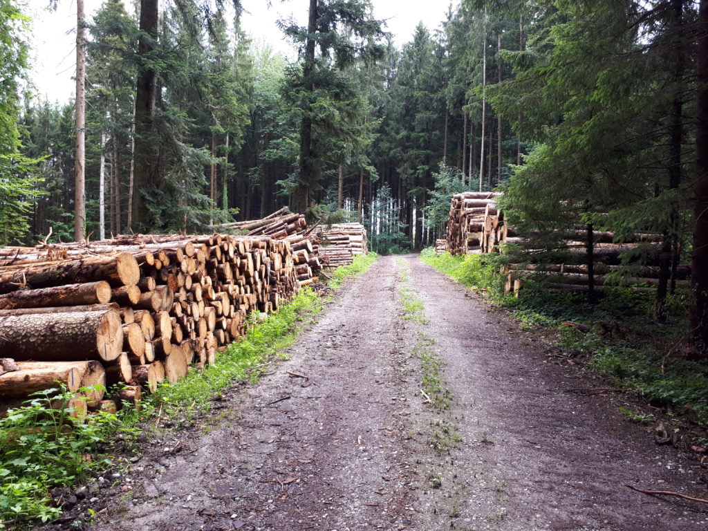 Waldweg mit Holz
