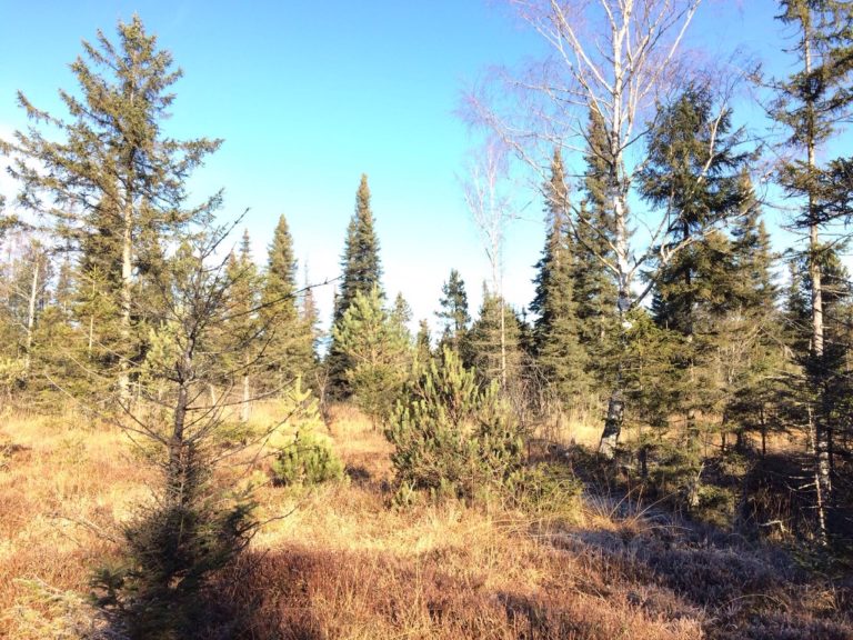 Moorwald